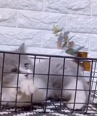 ��Ʒ��ë�ߵ�����