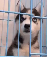 ������ʿ�� ����1000