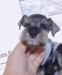 ��Ʒѩ����һ��һĸ ����888