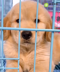 ��Ʒ��Ѫ��ë�ܵ�40��10��