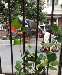 可以炒一碗了