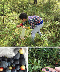 回归自然摘一回野果子,只是味道...