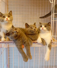 ���ݱ��ؼ����Ĵ���Ӣ����è