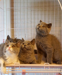 杭州本地家养的纯种英短蓝猫
