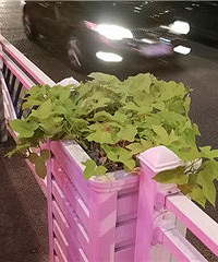 �ٰ���ɫ�����ϻ���������