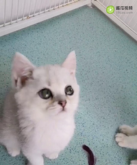 �����㱦��