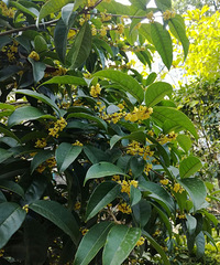 【2018赏桂+飞虹路】 桂花开了