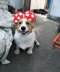 ����˫Ѫͳ˫ɫ�»��������