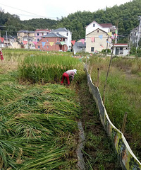 农民丰收节后忙丰收。
