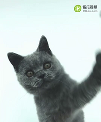 ��������ֻ��è�ܵܣ�һֻ 6���£�һֻ��