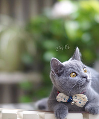 ���ݱ��ؼ����Ĵ���Ӣ����è