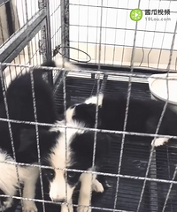 ��˫Ѫͳ����С����