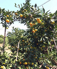 �ϱ��������ӿ���ժ��Ŷ��