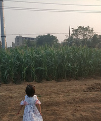 ���ף���Ů�����