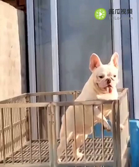 ��ţ������Ȯ