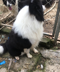 ��ţ������Ȯ