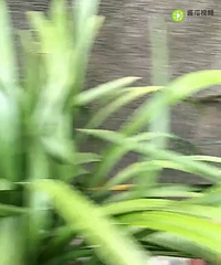 һ��С���ֿ�����