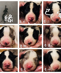 �����߾�����Ȯ��������������һ�����磬ϲ�����˽�һ��