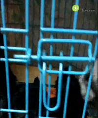 һֻ3���µ�С���̩�����ã�����һ��40