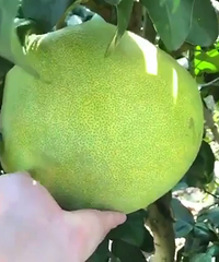 ���ĵ� ��ժ�ַ� ��������