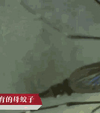 秋天都来了还被蚊子咬了?要小心杭州的花蚊子哦