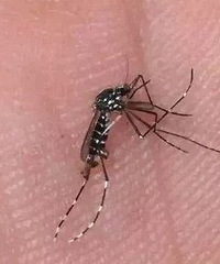 秋天都来了还被蚊子咬了?要小心杭州的花蚊子哦
