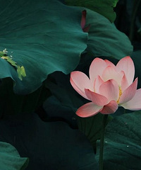 ��ȥ����