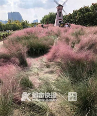 痛心!滨江这片网红花海都快被拍照的人糟蹋完了