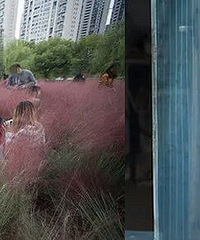 痛心!滨江这片花海都被拍照的人毁了