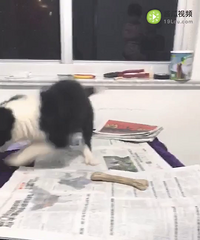 ��˫Ѫͳ����С����