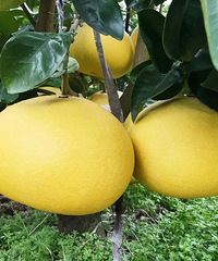 ���ĵ�������ժ�ַ�