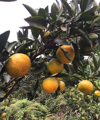 �ϱ�����ɽ������������