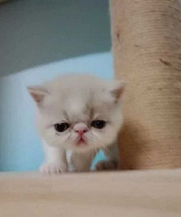 杭州采荷小区 加菲猫 异国短毛猫 弟弟妹
