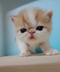 杭州采荷小区 加菲猫 异国短毛猫 弟弟妹