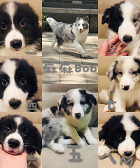 �����߾�����Ȯ��������������һ�����磬ϲ�����˽�һ��