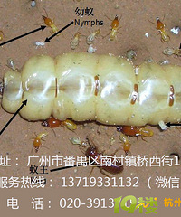 南沙防治白蚁的建议