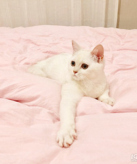 猫咪找女朋友