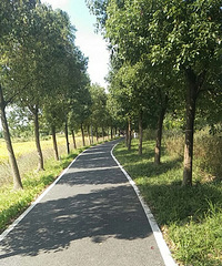 ����ż����