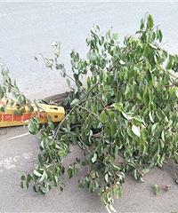 ��������һ���ڣ�һֱû����