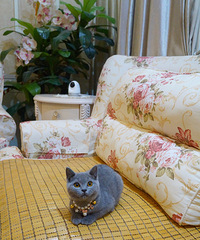 һֻ��������Ӣ��С��è��ĸ���ѽ���һ�����磬���ṩ����֤��