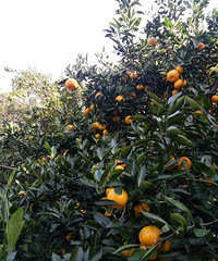 �ɵ������飬���ǽ��ӣ�