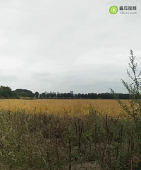 �����⣬ ������ ?