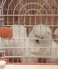 ������ɫ����һ�ѻ�ʣ��ֻ����ĸ���У��۸�