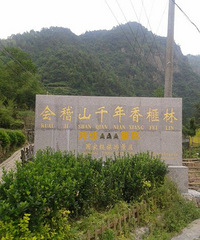 会稽山千年香榧林