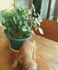 自己家贵宾宝宝,2个月,小偿