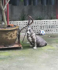 蓝色恶霸犬带一点虎班五个多月了母,肩高3