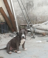 蓝色恶霸犬带一点虎班五个多月了母,肩高3