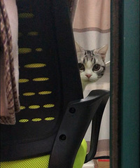 起司猫哥哥找老婆啦