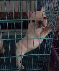 家养双血统法牛找粑麻
