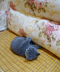 一只家养纯种英短小蓝猫【母】已接种一针疫苗,并提供接种证明